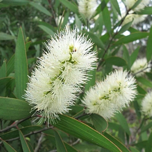 Έλαιο Λευκόδεντρου